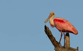 Roseate Spoonbill