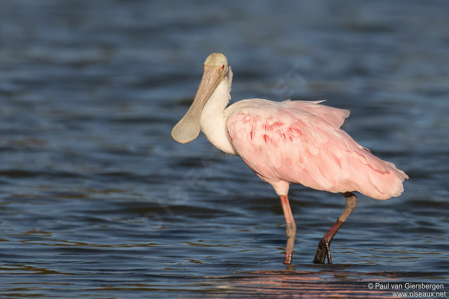 Roseate Spoonbilladult