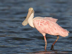 Roseate Spoonbill