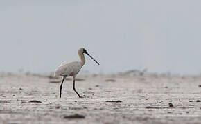 Royal Spoonbill