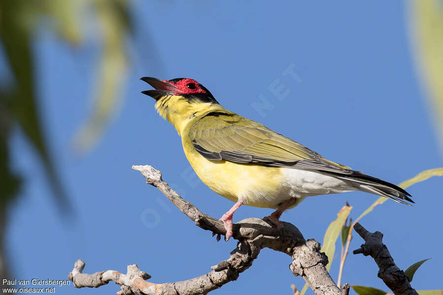 Australasian Figbird male adult, song