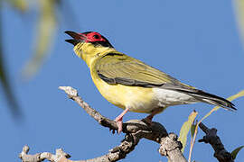 Australasian Figbird