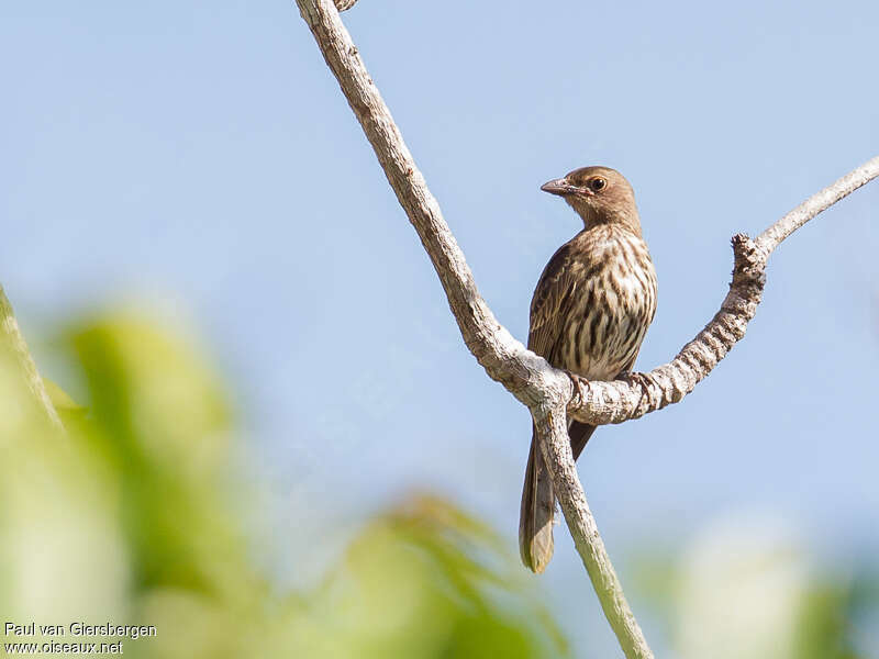 Green Figbird female adult