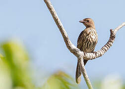 Green Figbird