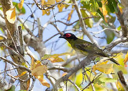 Green Figbird