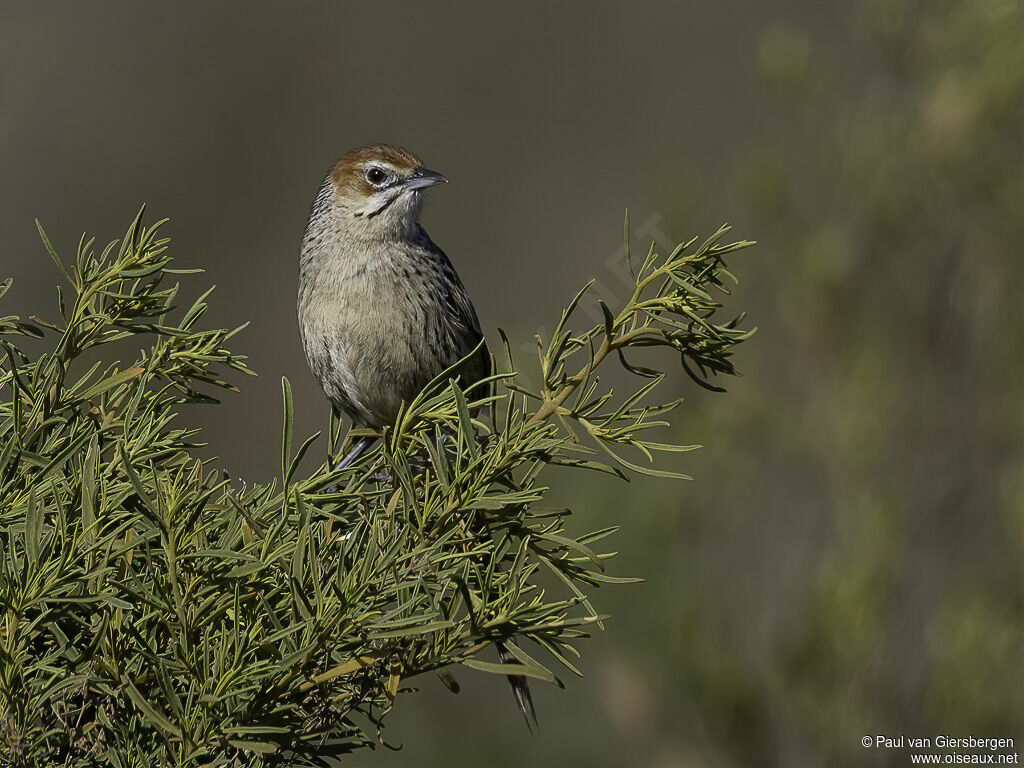 Cape Grassbirdadult