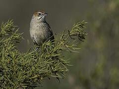 Cape Grassbird