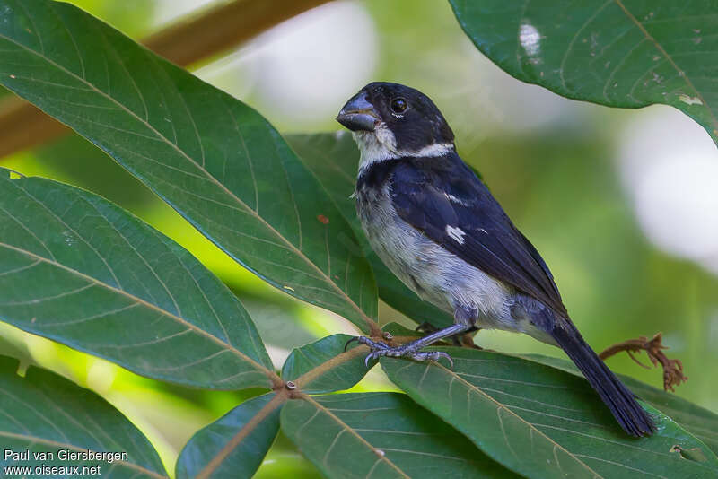 Sporophile à ailes blanches mâle adulte, identification