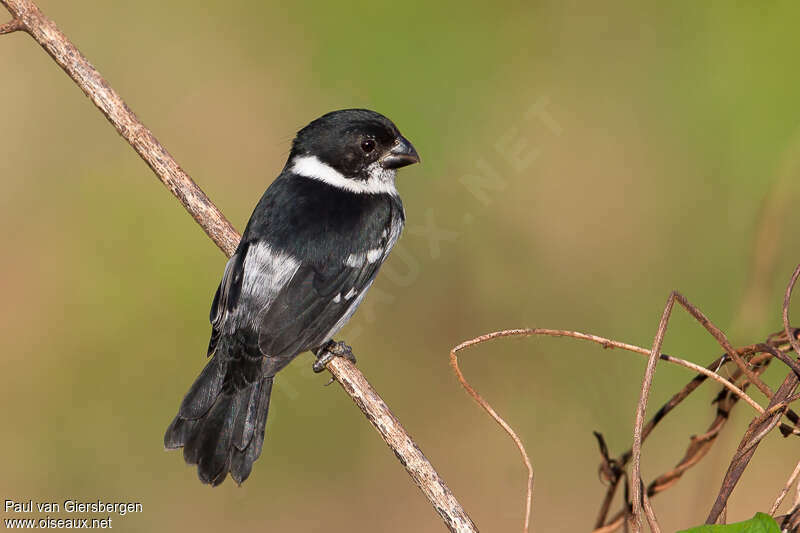 Wing-barred Seedeater male adult, pigmentation