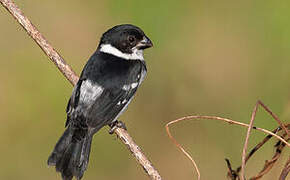 Wing-barred Seedeater