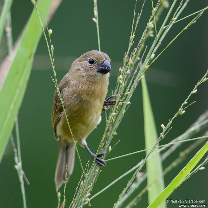 Wing-barred Seedeater