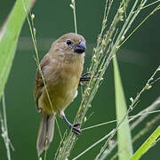 Wing-barred Seedeater