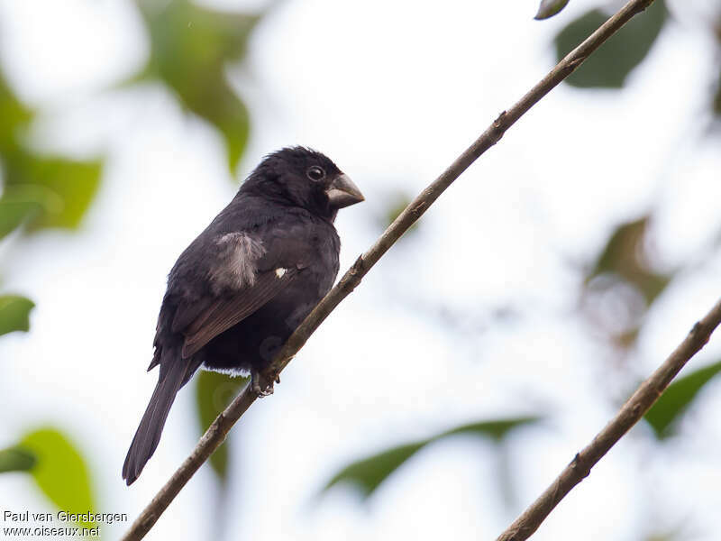 Sporophile à bec fort mâle adulte, identification