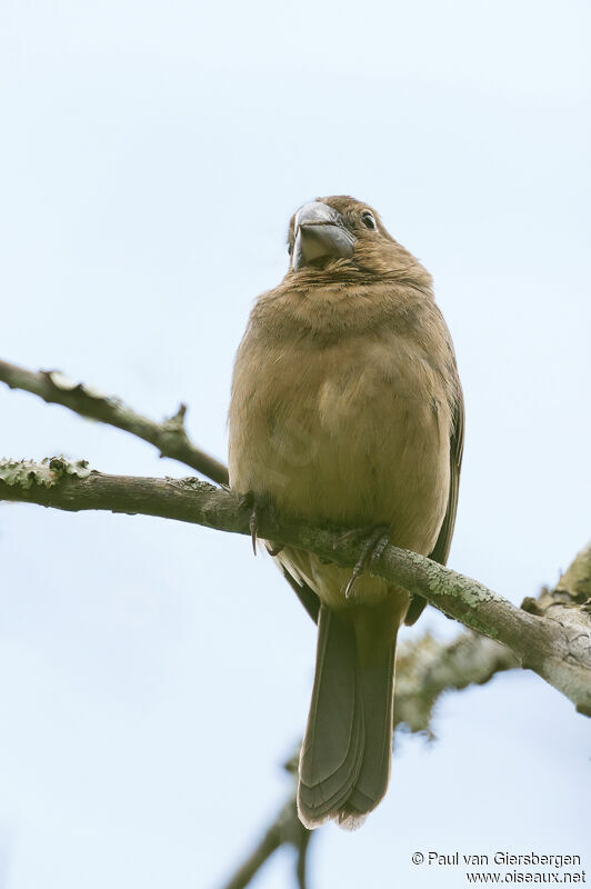 Thick-billed Seed Finch female adult