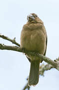 Thick-billed Seed Finch