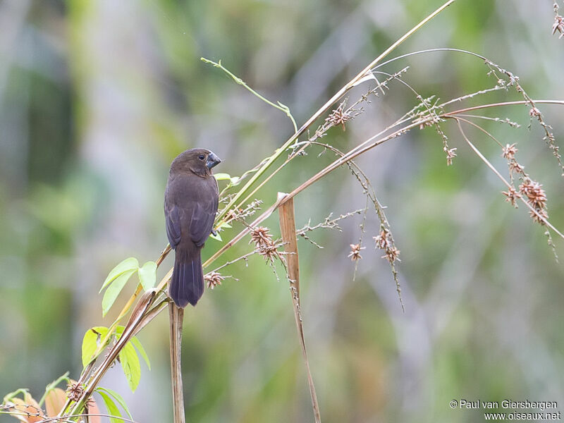 Black-billed Seed Finch female adult