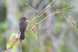 Black-billed Seed Finch