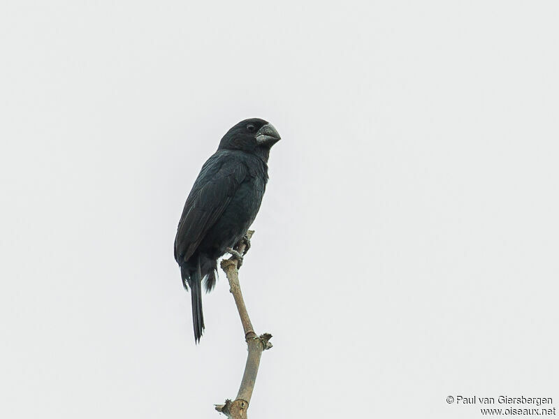 Black-billed Seed Finch male adult