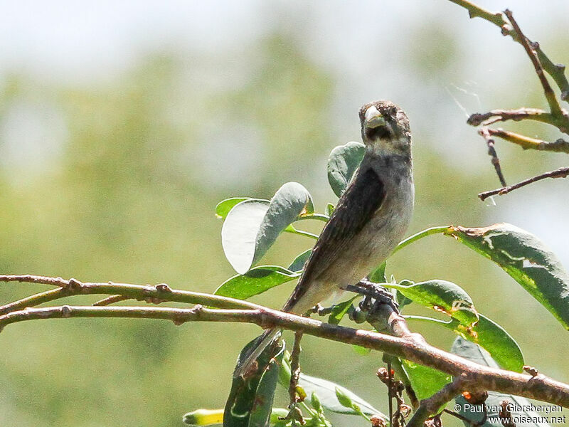 Double-collared Seedeater