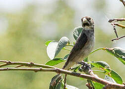 Double-collared Seedeater