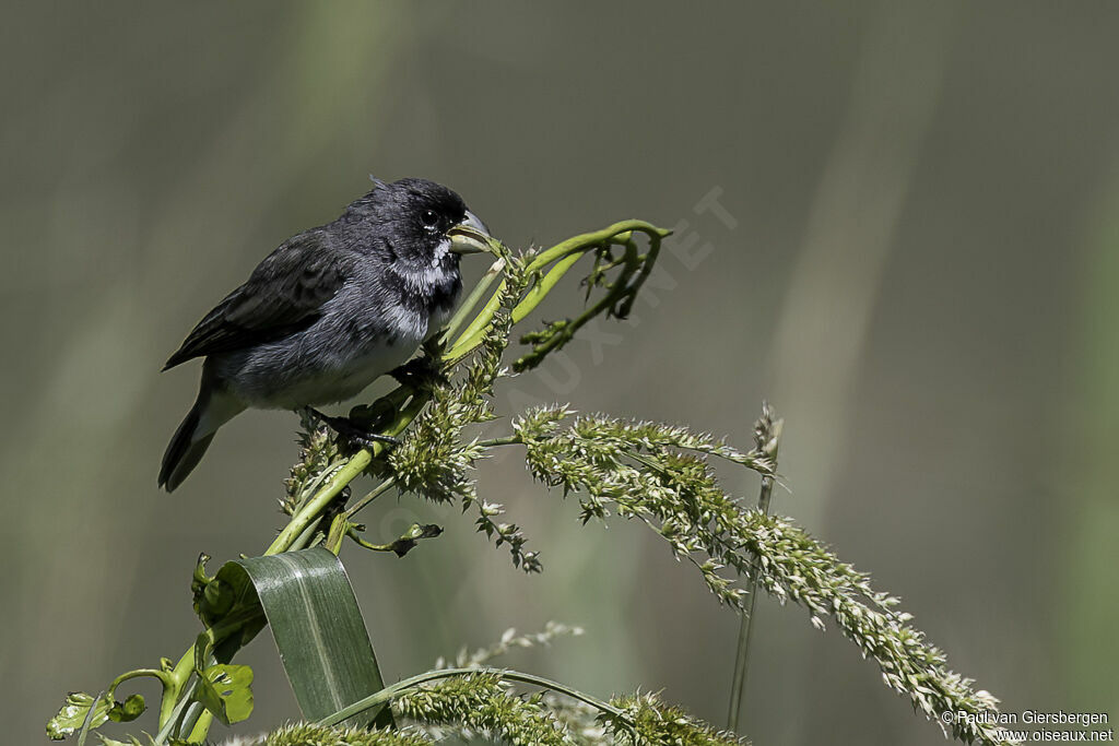 Double-collared Seedeater male adult