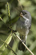 White-bellied Seedeater