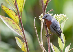 Chestnut-bellied Seedeater