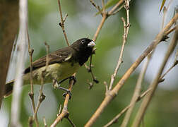 Yellow-bellied Seedeater