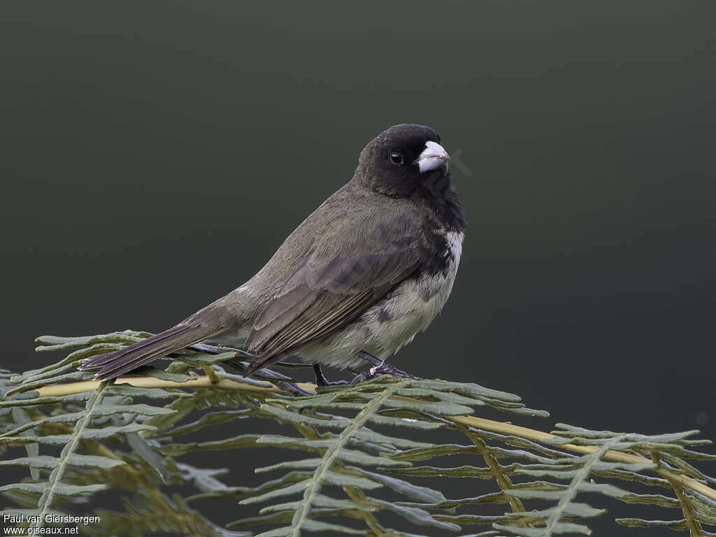 Yellow-bellied Seedeater male adult, identification