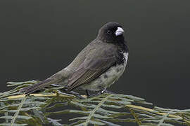 Yellow-bellied Seedeater