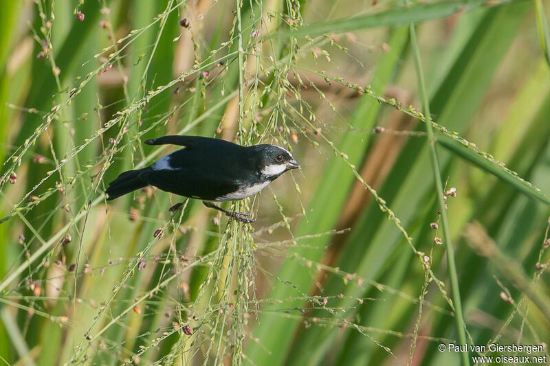 Lined Seedeater