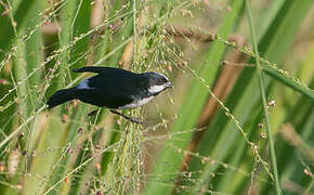 Lined Seedeater