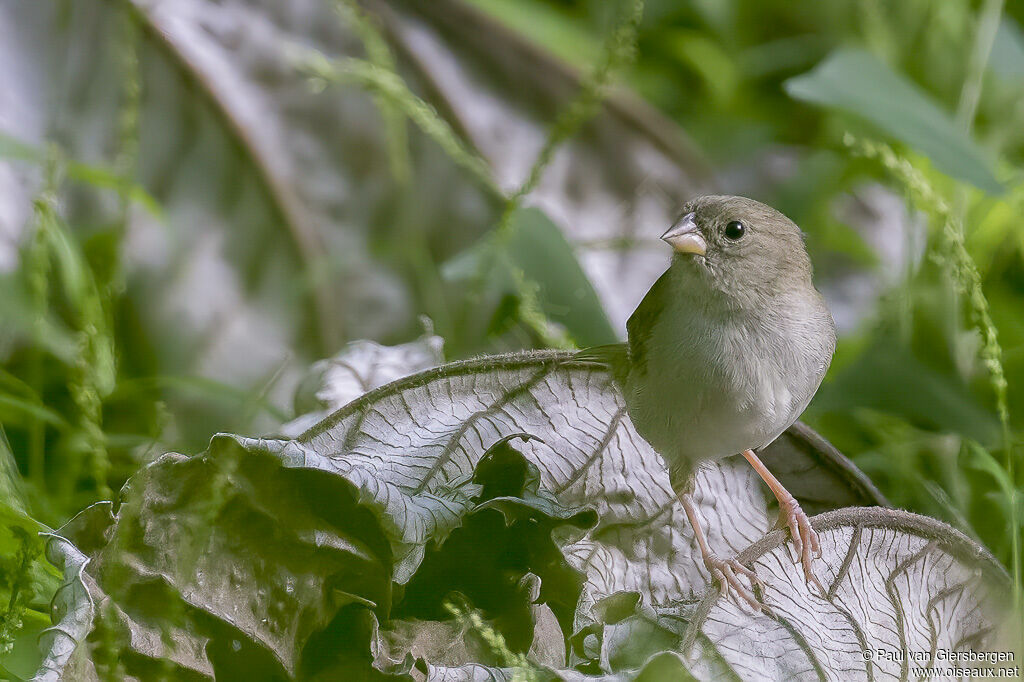 Black-faced Grassquit female adult