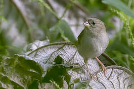 Black-faced Grassquit