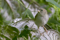 Sporophile cici