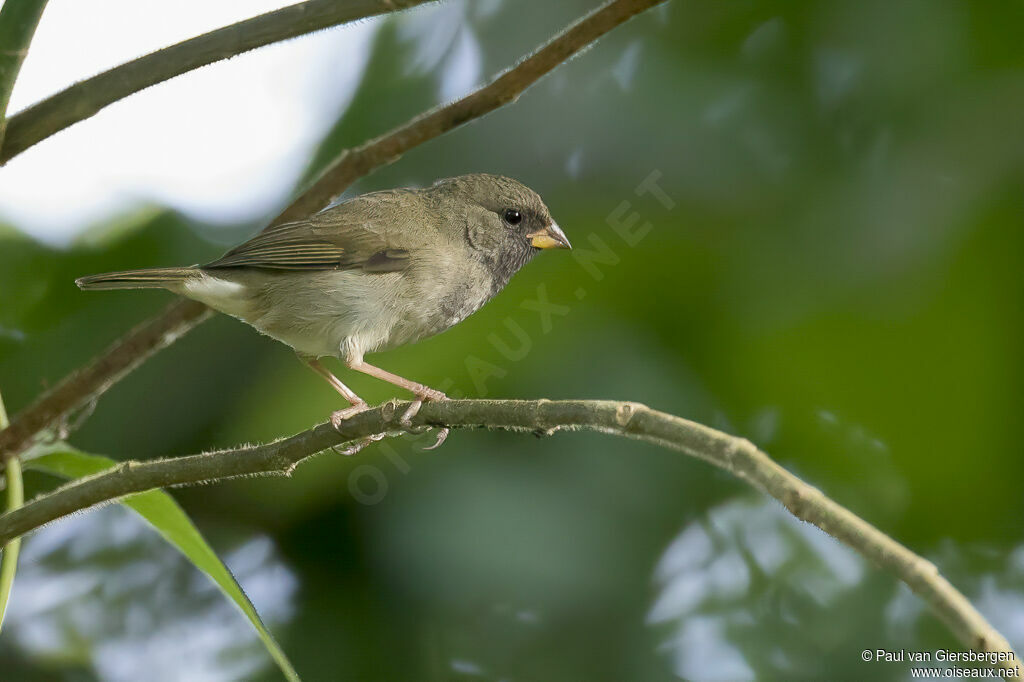 Black-faced Grassquit male immature