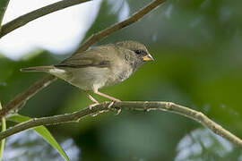 Black-faced Grassquit