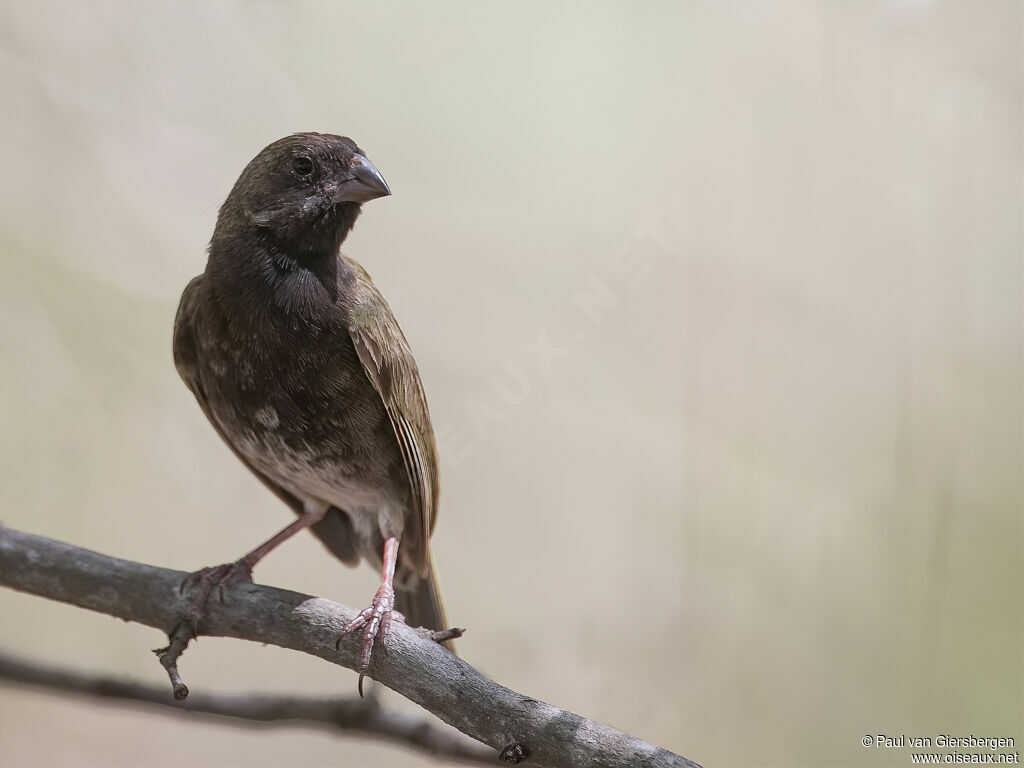 Black-faced Grassquit male adult