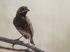 Black-faced Grassquit