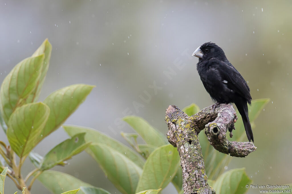 Large-billed Seed Finch male adult