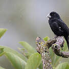 Sporophile crassirostre