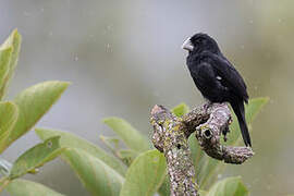 Large-billed Seed Finch