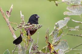 Chestnut-bellied Seed Finch