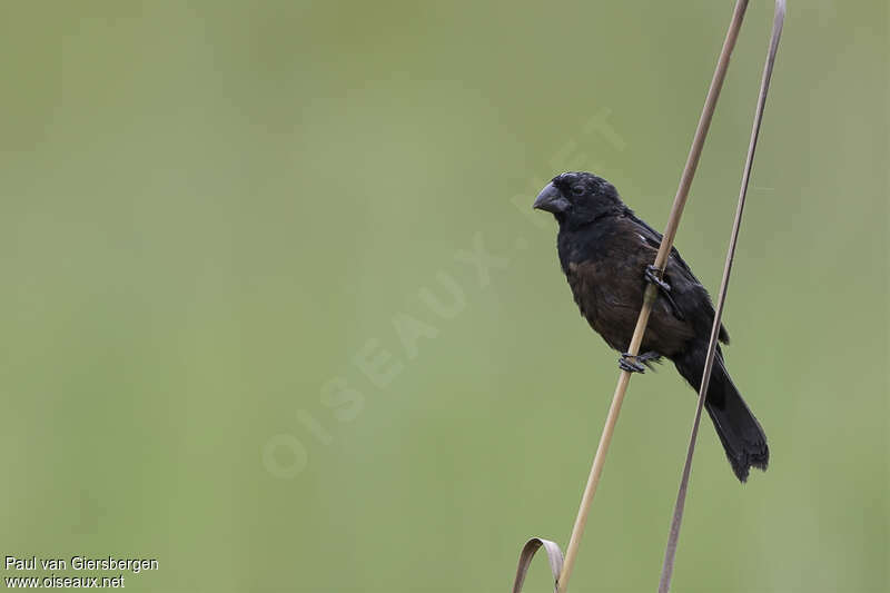 Chestnut-bellied Seed Finch male adult, pigmentation