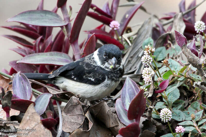 Morelet's Seedeater male adult, eats