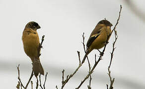 Morelet's Seedeater