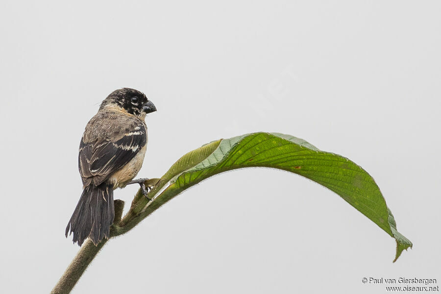 Morelet's Seedeater male adult