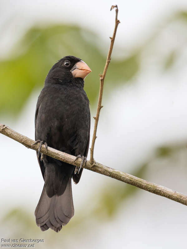 Nicaraguan Seed Finch male adult, close-up portrait