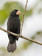 Nicaraguan Seed Finch