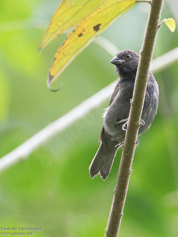 Sooty Grassquit male adult, identification